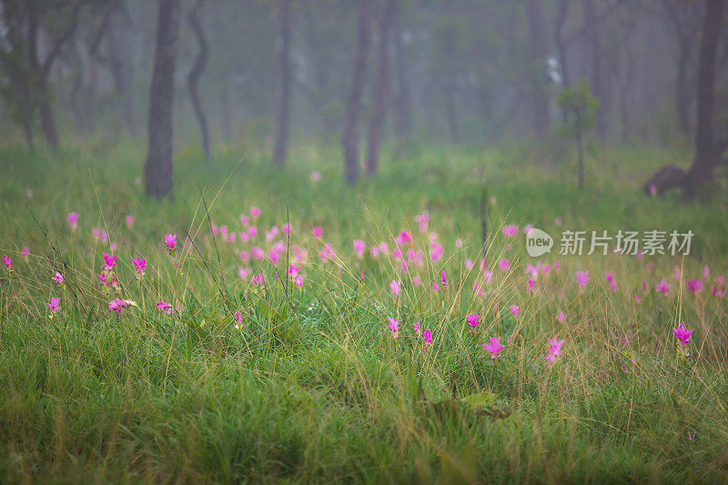 暹罗郁金香(Curcuma sessilis)，泰国Krachiew，美丽的野花盛开在丛林，泰国Chaiyaphum省国家公园。